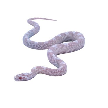 Snow Blood Red Corn Snake